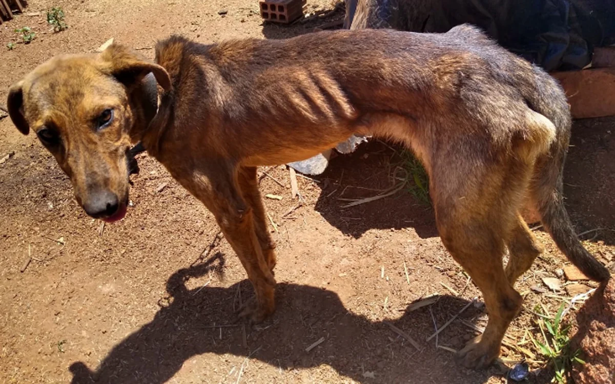 Cão em situação de risco